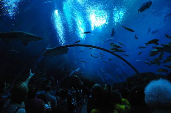 Túnel sob um dos aquários no Aquário de Atlanta, na Georgia - EUA